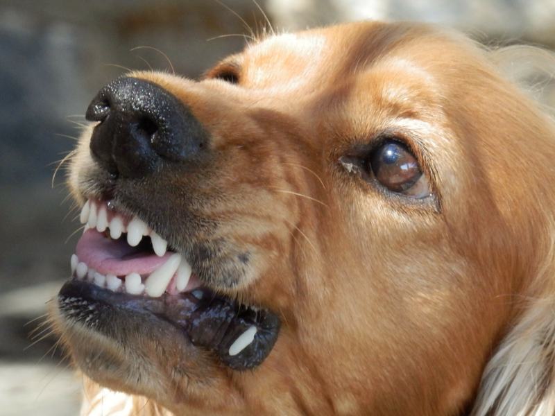 Por qué los perros pueden ser agresivos