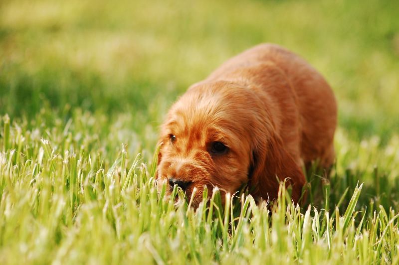 Por qué los perros comen pasto o hierba