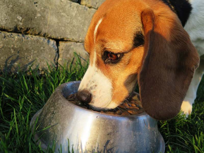 Por qué los perros no quieren comer