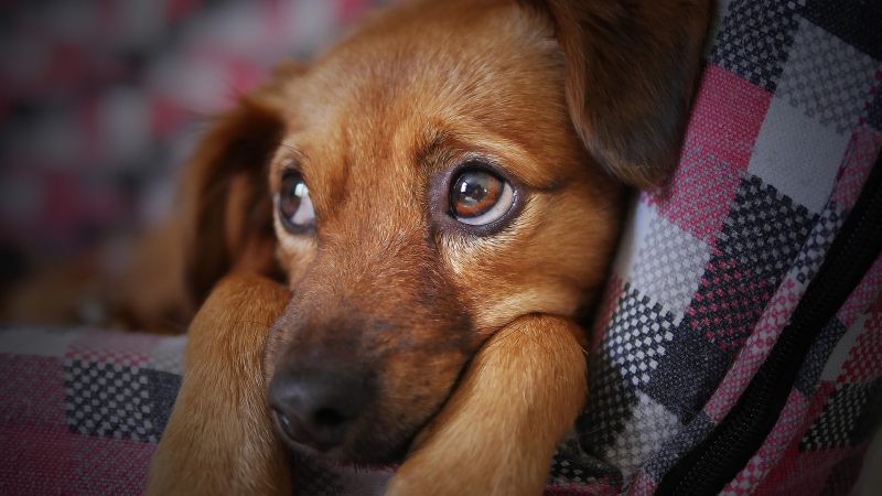 Por qué los perros suspiran